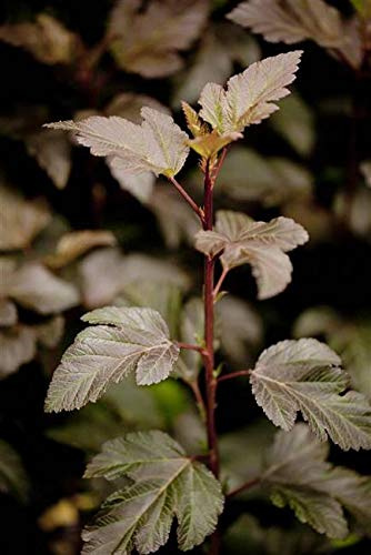 Blasenspiere Physocarpus opulifolius Diabolo 60-100 cm winterhart | Dunkelrotes Laub, weiße Blüten, sonnig bis halbschattig, schnittverträglich, robust, ideal als Zierstrauch