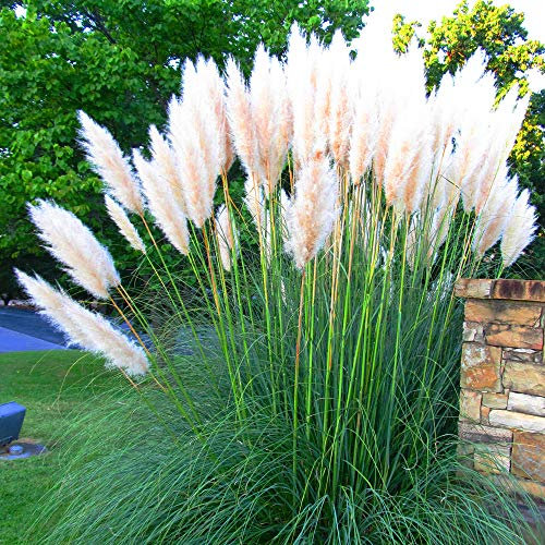 GardenersDream White Alba Cortaderia Selloana Pampas Grass - Pumila Tall Feathery Decorative Ornamental Grass - Evergreen Outdoor Plant for Garden (9cm Pot, 20-30cm)