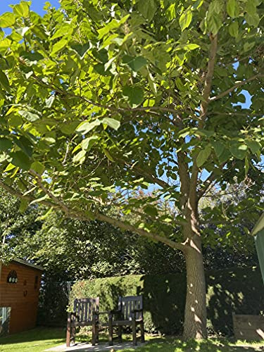 Paulownia Baumschule Schröder Blauglockenbaum (Paulownia tomentosa) – Der schnellwachsende, winterharte Klimabaum (120-150cm, Paulownia)