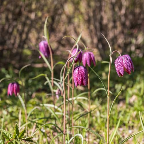 tuberi corona imperiale corona imperiale - autunnali, resistenti, sostenibili giardino di primaverili regalare Coltivare giardino su un 6bulbi
