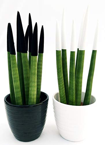 POWERS TO FLOWERS - SANSEVERIA CILINDRICA COLOR LIFE BIANCA e NERA IN VASO CERAMICA BIANCO E NERO, piante vere