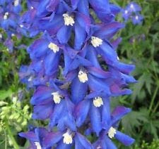 Delphinium Blue Bird Appx 50 Semi Seeds ONLY