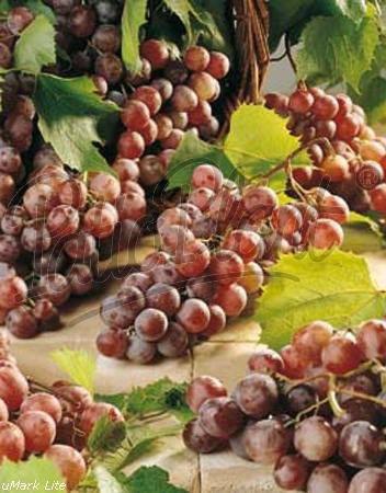 Frukt (vitis röd) vindruva röd