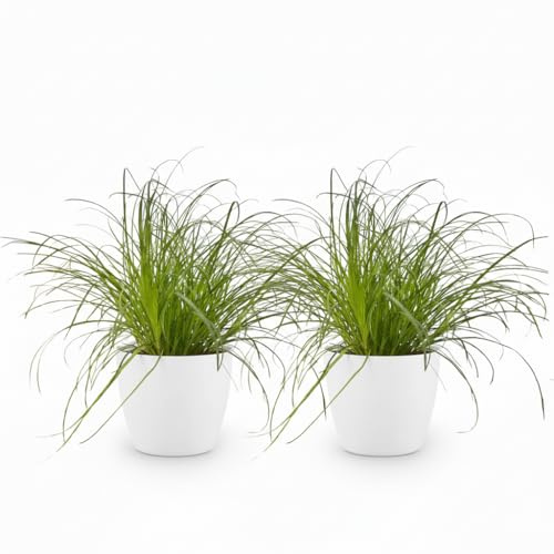 Cyperus Alternifolius Zumula Katzengras Zimmerpflanze 2er Set mit weißem Topf Ø12cm Höhe 20cm Haustierfreundliche Grünpflanze pflegeleicht für Wohnzimmer Büro Schlafzimmer
