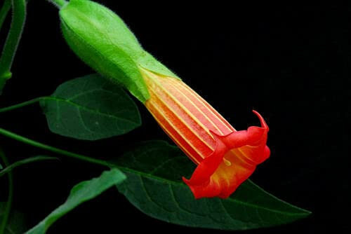 3 Semi Trombe Di Angeli (Brugmansia Sanguinea) G352ANGELS Semenze di trombetta Semi