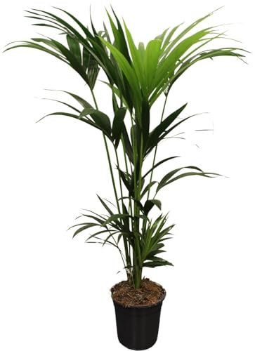 Howea Forsteriana - Palmier de Kentia - 120-140cm - Ø21cm - Plante d'intérieur - Vert persistant
