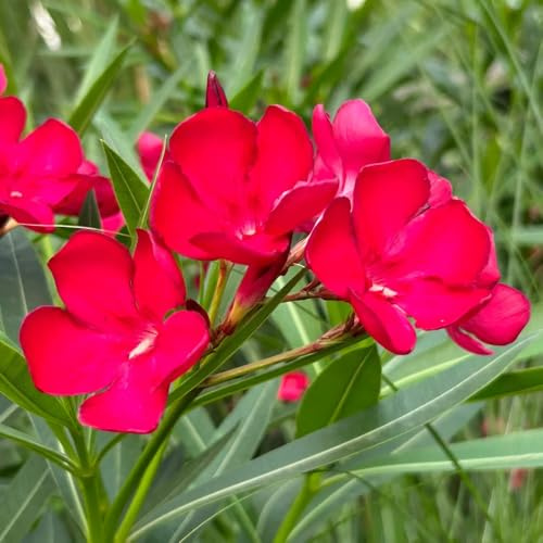 Semi di oleandro, rare Nerium oleandro, per luoghi soleggiati decorazione da giardino per esterni regali sostenibili semi di come per gli ospiti 35pcs