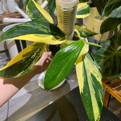 semillas de monstera - jardín resistentes balcón 350pcs
