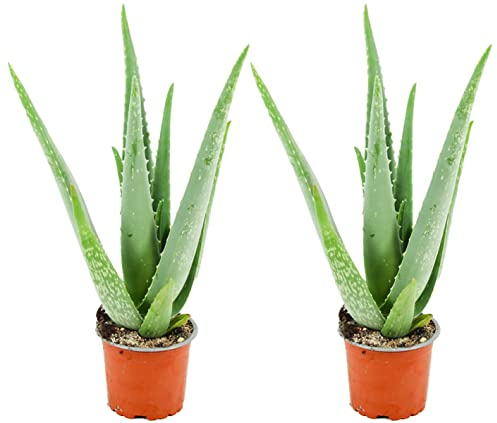 ZynesFlora Echte Aloe Vera Pflanze im Ø 10,5 cm Pflanzentopf - 2 Stück - Höhe: 35-40 cm - Heilpflanze Sukkulente