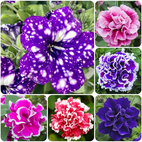 330+Mixed Petunia Hybrida Seeds for Planting-Perennial Hanging Petunia Flower Seed Plant for Home Garden Heirloom Non-GMO