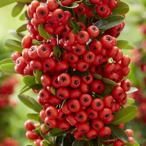 Pyracantha coccinea 'Red Star' Firethorn – Low Thorn Variety, Evergreen Shrub with White Blooms and Red Berries – Ideal for Hedges, Wall Trains, 2X 9cm Potted Plants by Thompson & Morgan