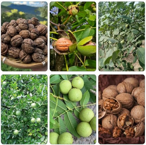 walnussbaum walnusskerne - gemüsesamen winterharte stauden nuts bonsai topf topfpflanzen draußen winterhart kletterpflanze balkonpflanzen winterharte kübelpflanzen balkongarten 9samen