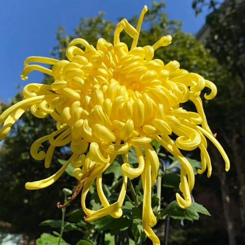 crisantemi - giardino in vaso recisi balcone serre balcone con interna Giardino roccioso resistenti per il pieno sole 55semi