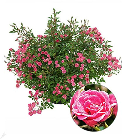 BALDUR Garten Lilly Rose® Wonder5, 1 Pflanze, winterhart, robust, kompakt, blüht von Sommer bis Herbst, unglaubliches Blütenmeer, ideal für Kübel, Kästen und Beete