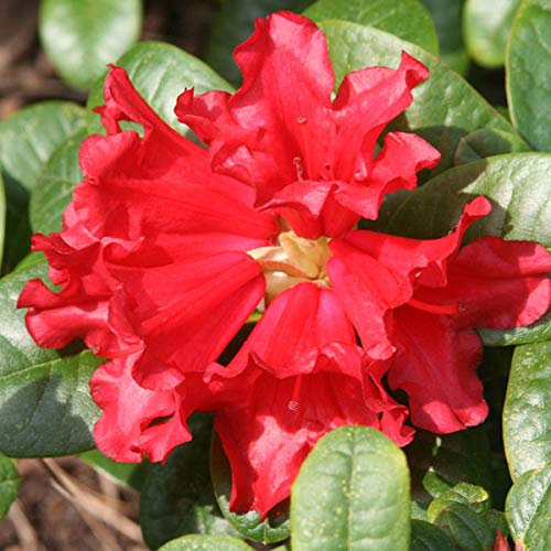Rhododendron 'Scarlet Wonder' 20-30 cm en conteneur