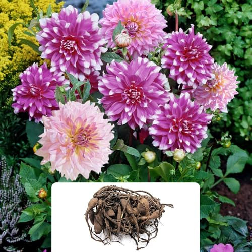 2 x Dahlia Blueberries & Cream – Stunning Purple & White Blooms – Summer-Flowering Perennial Bulbs – Perfect for UK Gardens & Climate Conditions