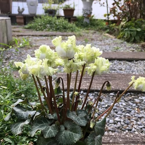 Alpenveilchen balkongewächshäuser biosaatgut gartenpflanze blumendeko frühblüher blumenwiesensaat blumengarten balkonpflanze blumensaat wildblumen balkonblumen exotische 180samen