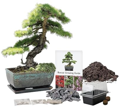 Pronto Seed Grow Your Own Bonsai Tree Kit with Glazed Ceramic Planter - Complete Indoor Growing Set with Pine, Sweet Gum & Red Bud Bonsai Seeds - Gardening Gift