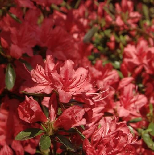 Kriechende Immergrüne Zwerg Azalee Marilee 20-25cm - Rhododendron nakaharai - lebende Gartenpflanze aus den Baumschulen