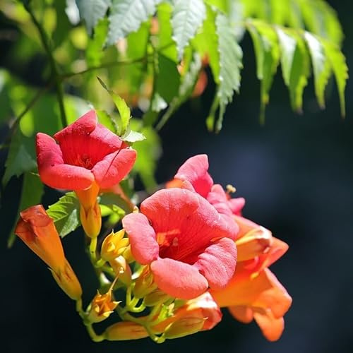 Trompetenblume Mme Galen Klettertrompete Campsis tagliabuana orangerote Blüten