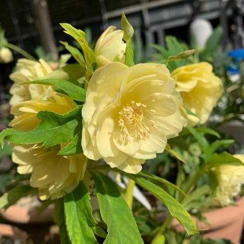 christrose christrosen, blumenwiese bodendecker winterhart mehrjährig gartenblumen, zimmerpflanzen gartendeko für draußen 250samen