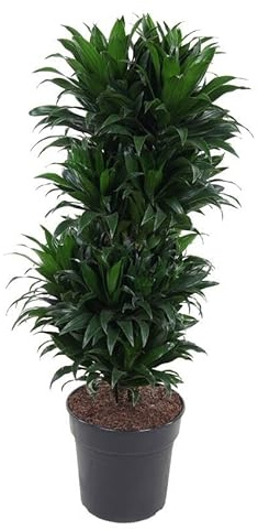 Dracaena Compacta ramificata - 90-100cm - Ø27cm - Pianta d'appartamento - Sempreverde