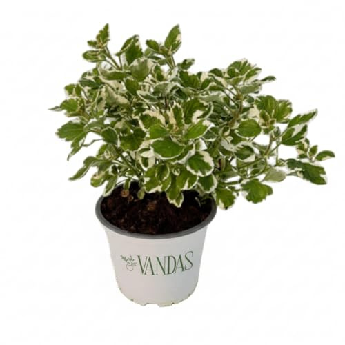 Vandas Pianta d’Incenso – Pianta Ornamentale Sempreverde da Interno ed Esterno | Vaso Diametro 13 cm, Altezza 32 cm | Foglie Variegate e Profumo Naturale | Made in Italy