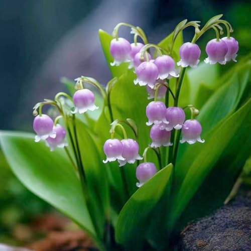 bulbos de lirio de los valles - primavera temprana balcón resistentes jardín perennes 12pcs
