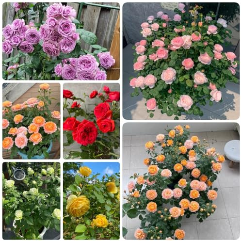 semillas de rosal, Semillas de rosa chinensis, para lugares soleados variedades antiguas raras 350pcs