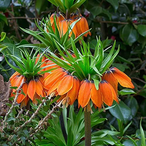 imperiale coronata precoce giardino d'appartamento esotiche giardino interno 4bulbi