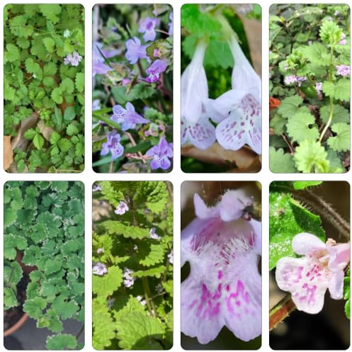 edera terrestre - semi decorativi di decorazione semi di decorazioni esotiche giardino esterni selvatici 350pcs