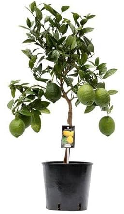 Zitronenbaum – Zitruspflanze – Zitrone – Ø22cm – 80cm hoch – pflegeleichte mediterrane Zimmerpflanze mit grünen Blättern für Balkon, Terrasse & Zuhause