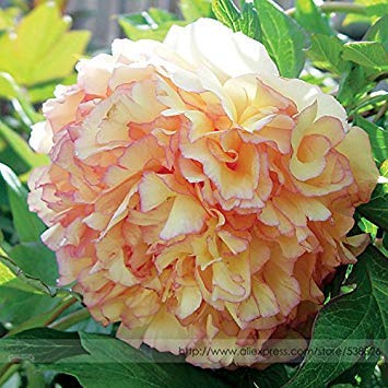 Graines De Fleurs De Pivoine Arbustes Rares Kinkaku Rouge Clair Or Foncé Professionnel Paeonia Suffruticosa