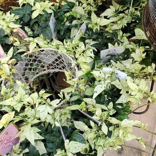 semi di edera a crescita rapida - Ivy Vines - sospese, viti decorative per recinzioni di edera, balcone, esotici, resistenti 400pcs