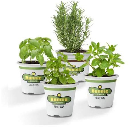 Kit Albahaca + Menta + Romero + Hierbabuena Plantas en Maceta 10cm Plantas Aromáticas