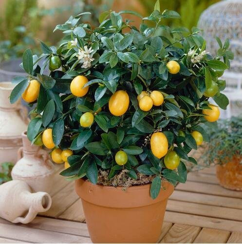 20 Nani-Halb-Zitronenbaum – Gartengarten, DIY-Bonsai-Hausgarten, duftend 1