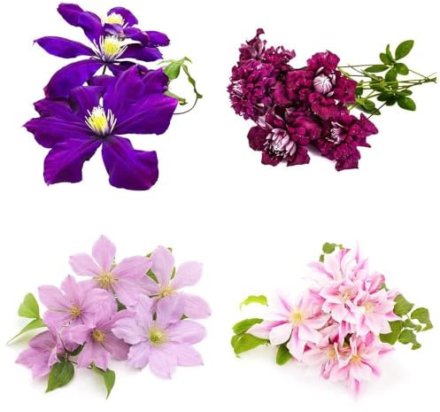 clematis winterhart mehrjährig - hängepflanzen winterhart mehrjährig, winterharte für balkon, blumensamen pflanztöpfe balkon büropflanzen bonsai - 120samen