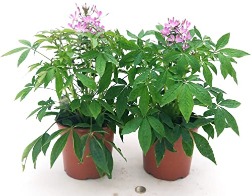 POWERS TO FLOWERS - CLEOME ROSA 2 PIANTE, VASO 15 CM DIAMETRO, piante vere