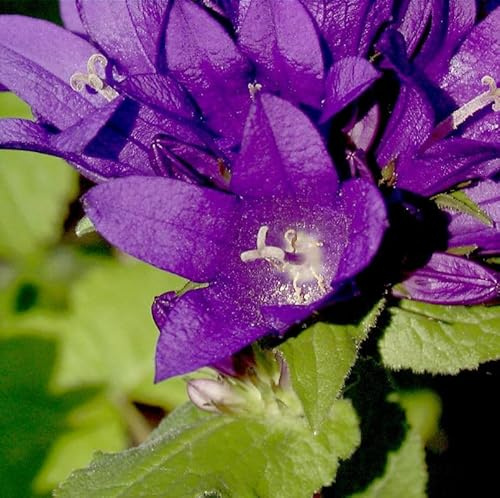 Knäulglockenblume - Campanula glomerata - lebende Gartenpflanze aus den Baumschulen
