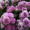 100 Semillas de Rosas Trepadoras para Plantar en Exteriores – Semillas Ornamentales de Enredadera para Jardín Familiar, Cultivo de Rosas Trepadoras Vivas (Blanco)