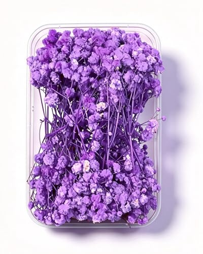 Schleierkraut Getrocknet 15cm Trockenblumen Zum Basteln - 12 Stück Getrocknete Blumen, Lila Baby’s Breath Trockenblumen Deko Echte Natur, für DIY, Hochzeitsdeko, Haarschmuck, Wohnkultur