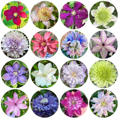 clematis, gartenpflanzen für draußen rankpflanzen winterhart blumendeko stauden winterhart mehrjährig balkongewächshäuser 600samen