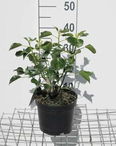 Hedera helix 'Arborescens' - Strauch-Efeu Arborescens 50-60 cm Container