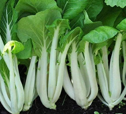 Rare✿ Autentica Shanghai gambo verde Bok Choy/Pak Choi Semi 100 +