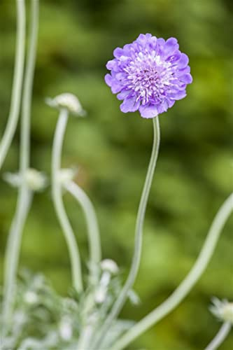 Scabiosa columbaria 'Butterfly Blue' 11x11 cm Topf – Winterhart, Mehrjährig, Pflegeleicht – Taubenskabiose – Staude für Beet & Rabatte