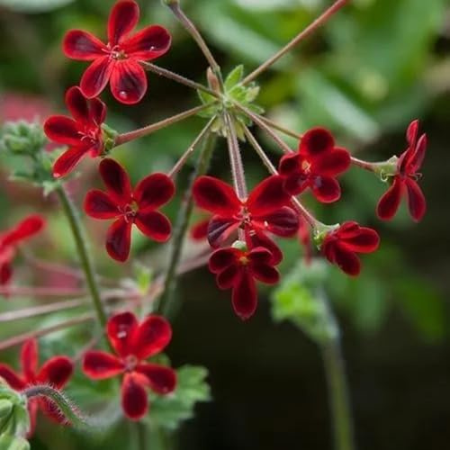 semi di geranio, semi di selvatici arredamento del soggiorno raro come bomboniera per giardinieri copertura del terreno vecchie varietà esotico da balcone 40pcs
