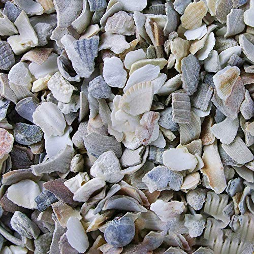 BusyBeaks Hen Sized Oyster Shell | Premium High in Calcium Poultry Grit | Enhances Strong Bones Digestion System and Quality of Eggs | Chicken Hen Animal Wildlife Mixture | Natural Food Mix (5kg)