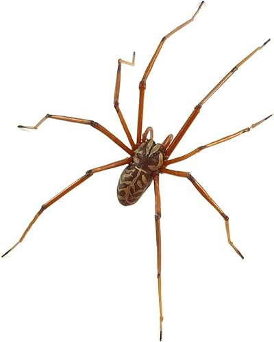 Jättespindelörhängen, gotiska spindelörhängen, damer spindel halloweenörhängen, spindel skräck örhängen, enorm spindelöron, halloweensmycken för kvinnor och flickor, 1PCS, Metall