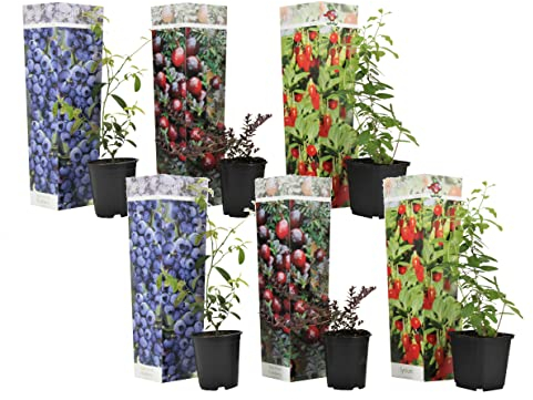 Plant in a Box - Super-fruits - Mélange de 6 - Arbres fruitiers - Lycium barbarum, vaccinium corymbosum, vaccinium macrocarpon - Pot 9cm - Hauteur 25-40cm