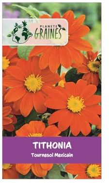20 Graines de Tithonia - 'Tithonia rotundifolia' - Le tournesol mexicain, une fleur facile à cultiver aux couleurs flamboyantes